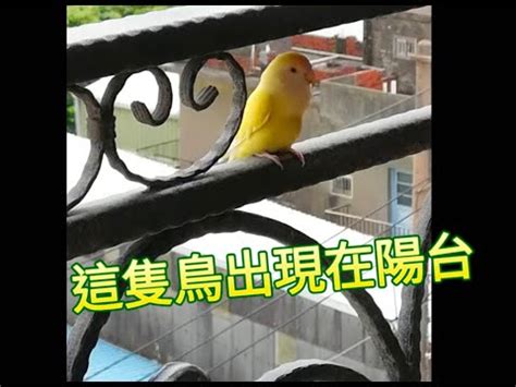 陽台飛來一隻鳥|【陽台飛來一隻鳥】陽台飛來一隻鳥，吉兆還是凶兆？